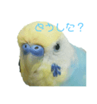 セキセイインコ テバ（個別スタンプ：13）