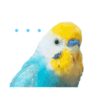 セキセイインコ テバ（個別スタンプ：14）