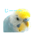 セキセイインコ テバ（個別スタンプ：15）