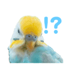 セキセイインコ テバ（個別スタンプ：16）