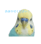 セキセイインコ テバ（個別スタンプ：17）