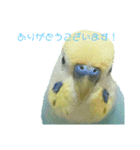 セキセイインコ テバ（個別スタンプ：19）