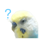 セキセイインコ テバ（個別スタンプ：20）