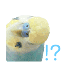 セキセイインコ テバ（個別スタンプ：21）