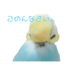 セキセイインコ テバ（個別スタンプ：22）