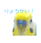 セキセイインコ テバ（個別スタンプ：23）