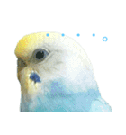 セキセイインコ テバ（個別スタンプ：24）