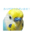 セキセイインコ テバ（個別スタンプ：25）