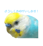 セキセイインコ テバ（個別スタンプ：26）