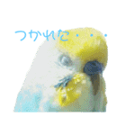 セキセイインコ テバ（個別スタンプ：27）