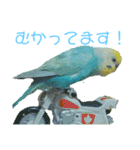セキセイインコ テバ（個別スタンプ：28）