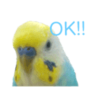 セキセイインコ テバ（個別スタンプ：29）