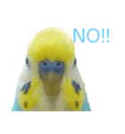 セキセイインコ テバ（個別スタンプ：30）