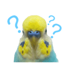 セキセイインコ テバ（個別スタンプ：31）
