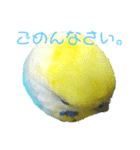 セキセイインコ テバ（個別スタンプ：32）