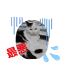 武居familiar7（個別スタンプ：28）