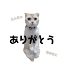 メルとデヴィ（個別スタンプ：3）