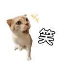 メルとデヴィ（個別スタンプ：24）