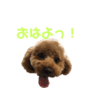 といぷうどるのあちゃんスタンプ（個別スタンプ：13）
