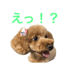 といぷうどるのあちゃんスタンプ（個別スタンプ：16）