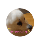くぅちゃん✨（個別スタンプ：2）