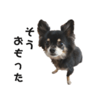 可愛いチワワのぴーたん②（個別スタンプ：22）