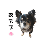 可愛いチワワのぴーたん②（個別スタンプ：38）