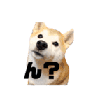 犬の名前はカイです2（個別スタンプ：1）