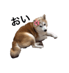犬の名前はカイです2（個別スタンプ：3）