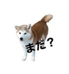 犬の名前はカイです2（個別スタンプ：4）
