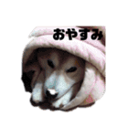 犬の名前はカイです2（個別スタンプ：5）