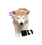 犬の名前はカイです2（個別スタンプ：6）