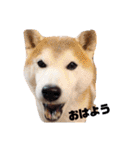 犬の名前はカイです2（個別スタンプ：7）