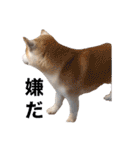 犬の名前はカイです2（個別スタンプ：9）