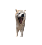 犬の名前はカイです2（個別スタンプ：13）