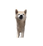 犬の名前はカイです2（個別スタンプ：14）