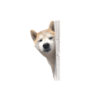 犬の名前はカイです2（個別スタンプ：15）