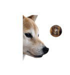 犬の名前はカイです2（個別スタンプ：16）