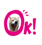 犬の名前はカイです2（個別スタンプ：25）