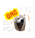 犬の名前はカイです2（個別スタンプ：27）