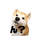 犬の名前はカイです.（個別スタンプ：1）