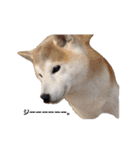 犬の名前はカイです.（個別スタンプ：2）