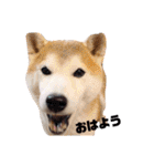 犬の名前はカイです.（個別スタンプ：7）
