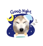 犬の名前はカイです.（個別スタンプ：8）