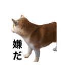 犬の名前はカイです.（個別スタンプ：9）