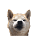 犬の名前はカイです.（個別スタンプ：10）