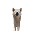犬の名前はカイです.（個別スタンプ：13）