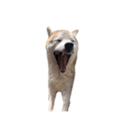 犬の名前はカイです.（個別スタンプ：14）