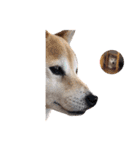 犬の名前はカイです.（個別スタンプ：16）