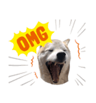 犬の名前はカイです.（個別スタンプ：27）
